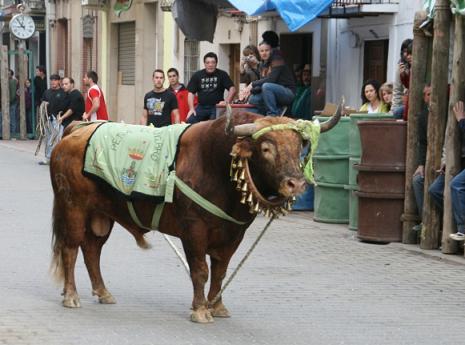 Toros ensogados de Beas del Segura